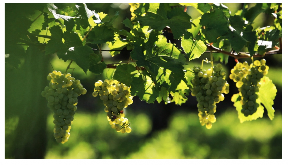 Image for Prosecco Doc continues sustainability commitment 